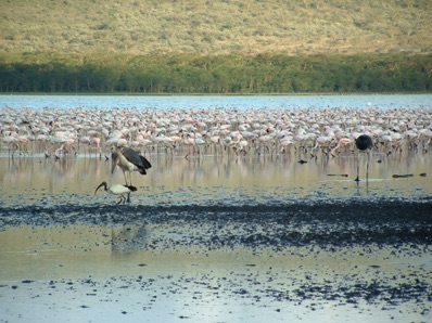 Pélicans et flamants roses