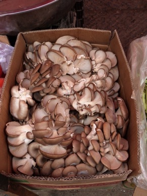 champignons