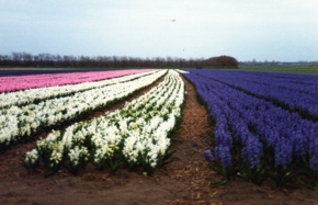 champ de jacinthes