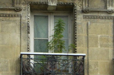 de curieuses plantations sur ce balcon !!