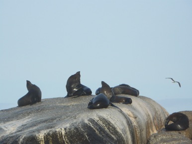 Rocher couvert de milliers de phoques du Cap