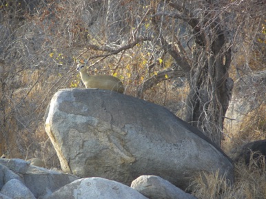 antilope du Cap