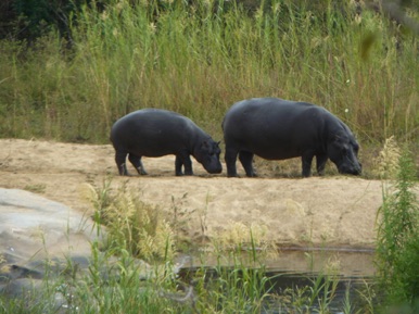 Hippopotames