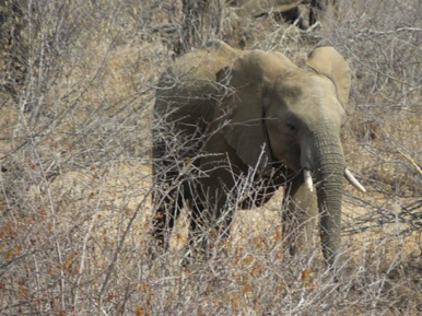 il abrite les "Big Five" : éléphant,