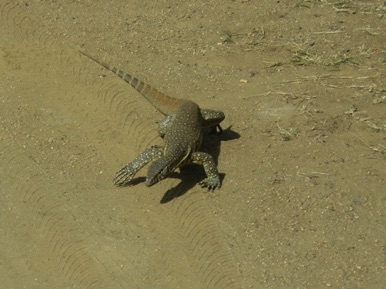 Iguane