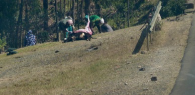 Ici on tue et dépèce une vache en pleine nature mais près d'une rivière !!