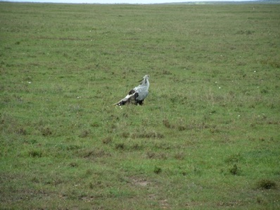 aigle serpentaire