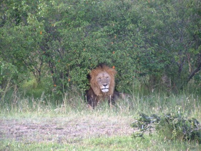 le roi de la jungle