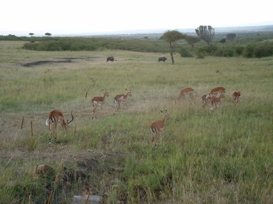 Impalas