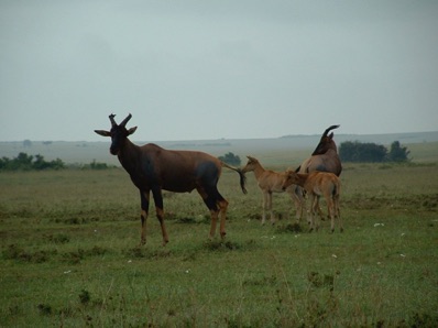 famille de bulales