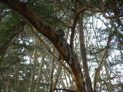 Léopard dans un arbre