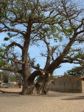 arbre à palabres