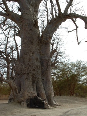 Tombeau des Griots
(baobab creux)