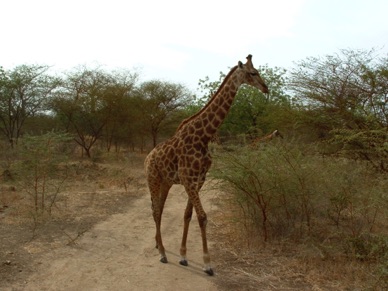 Girafe