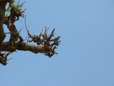 un joli petit oiseau !