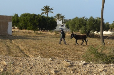 un agriculteur et son âne