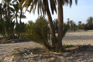 Promenade dans les petite dunes