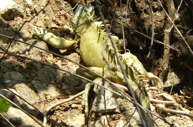 des iguanes sont également sur les berges