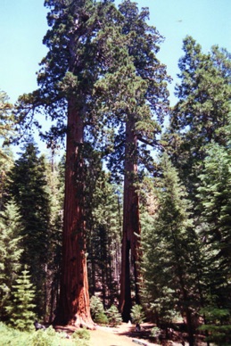WAVONA : les séquoias géants