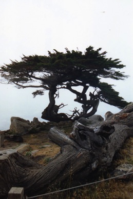 The Lone Cypress