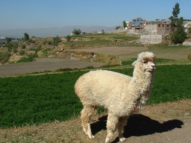 un alpaga (famille des camélidés, plus petit que le lama)