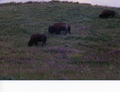 bisons en liberté, dangereux contrairement aux apparences ….