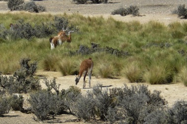 guanacos