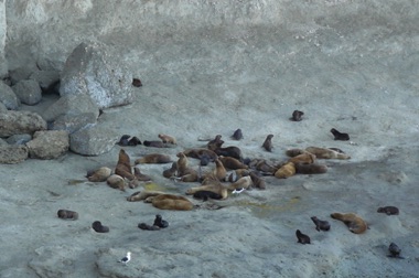 Lions de mer et otaries