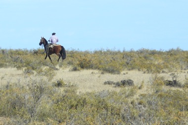 un gaucho dans la pampa