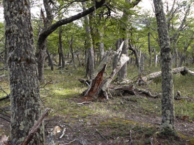 Escale sur une île aux arbres torturés