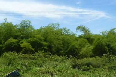 Forêt de bambous