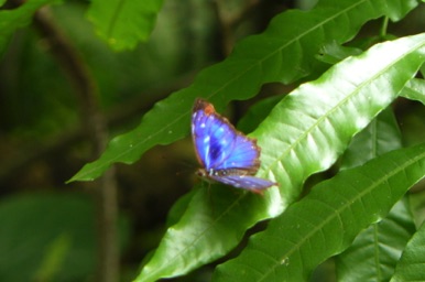 de beaux papillons