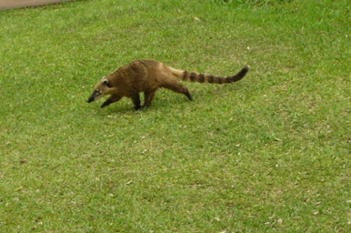 un coati