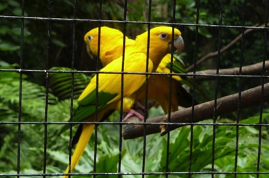 deux oiseaux très bavards !!