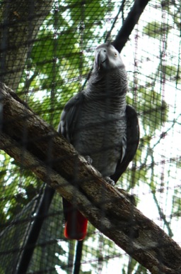 Gris du Gabon