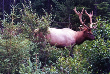 rencontre avec un cerf mulet en bordure de route !