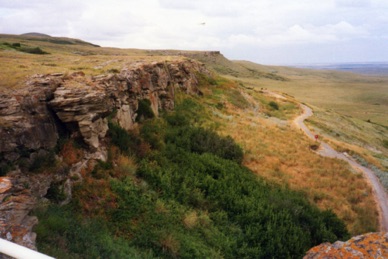 HEAD SMASHED IN BUFFALO JUMP : les bisons étaient rabattus puis,