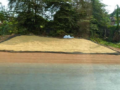 séchage du riz en bordure de route