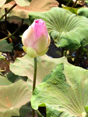 fleur de lotus en bouton