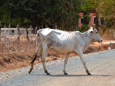 une vache bien maigre !!