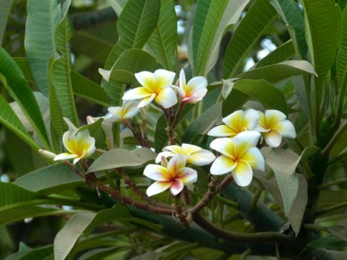 fleurs de frangipanier