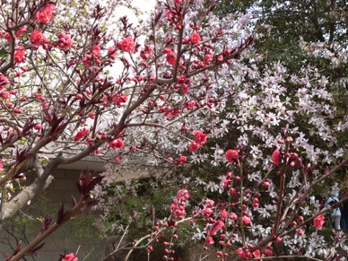 c'est le printemps !!