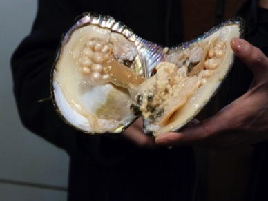 Culture d'huitres perlières en eau douce. Celle-ci a été ouverte devant nous !