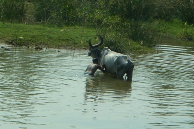 lavage de la vache