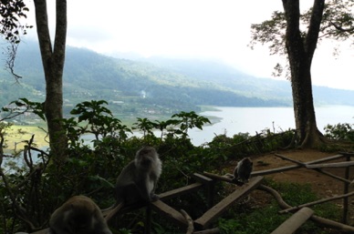Macaques dans la forêt d'Alas Ketadon