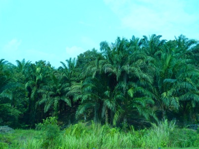 plantations de palmiers à perte de vue ….