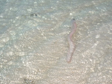 l'eau est vraiment transparente !