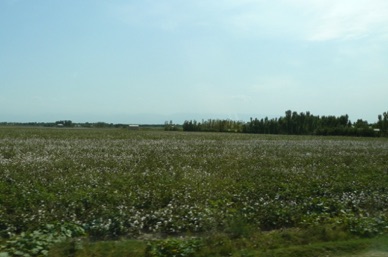 champ de coton