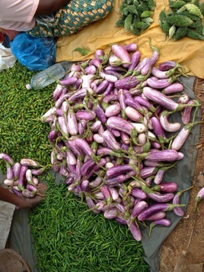 aubergines