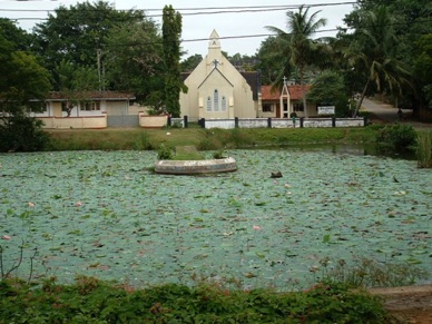 lac aux lotus et au nénuphars